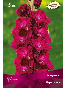 Гладиолус крупноцветковой 