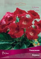 Глоксиния Корина Разбор 5/6., 1 шт.  (артикул 10996063)  большой выбор товаров оптом и в розницу по низким ценам с доставкой