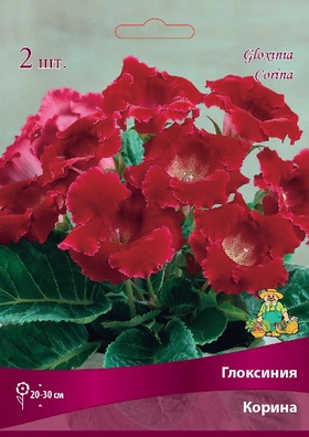 Глоксиния Корина Разбор 5/6., 1 шт.