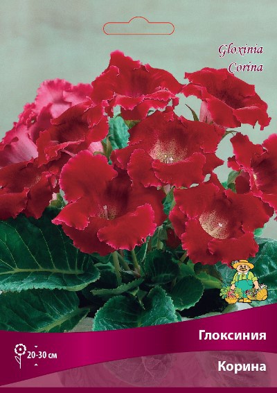 Глоксиния Корина Разбор 5/6., 1 шт.