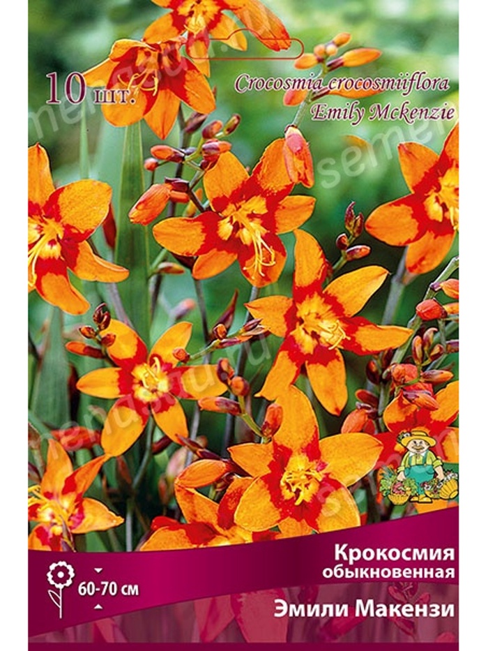 Крокосмия Эмили Макензи Разбор 6/7, 10 шт. - Фото 1