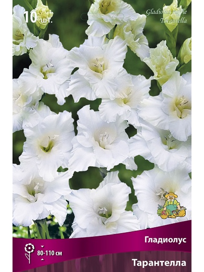 Гладиолус гофрированный Тарантелла Разбор 10/12, 10 шт. - Фото 1