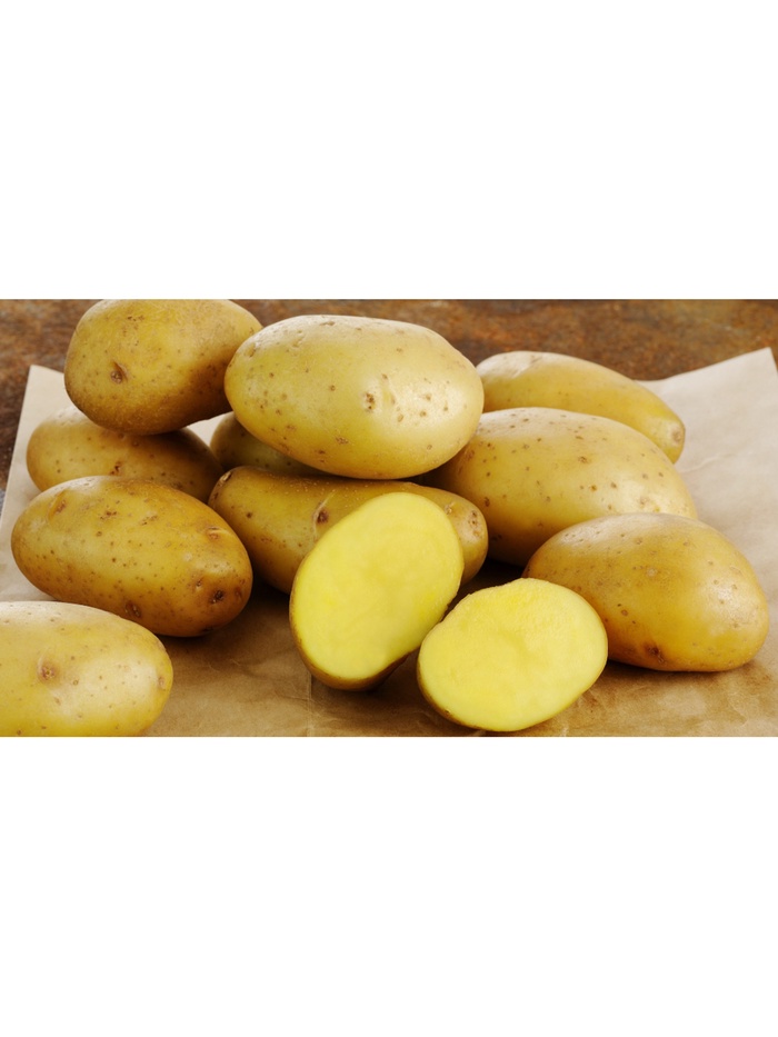 Семенной Картофель «Коломба», 1 репродукция 2.5 кг