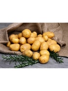 Семенной Картофель «Шах», суперэлита, 2.5 кг  (артикул 10996461)  большой выбор товаров оптом и в розницу по низким ценам с доставкой