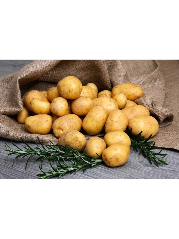 Семенной Картофель «Шах», суперэлита, 2.5 кг - Фото 1