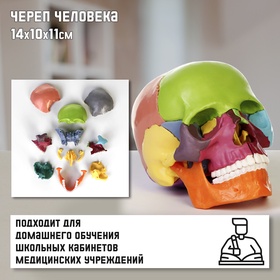УЦЕНКА Макет «Череп человека» разноцветный разборный, 14×10×11 см 11002573