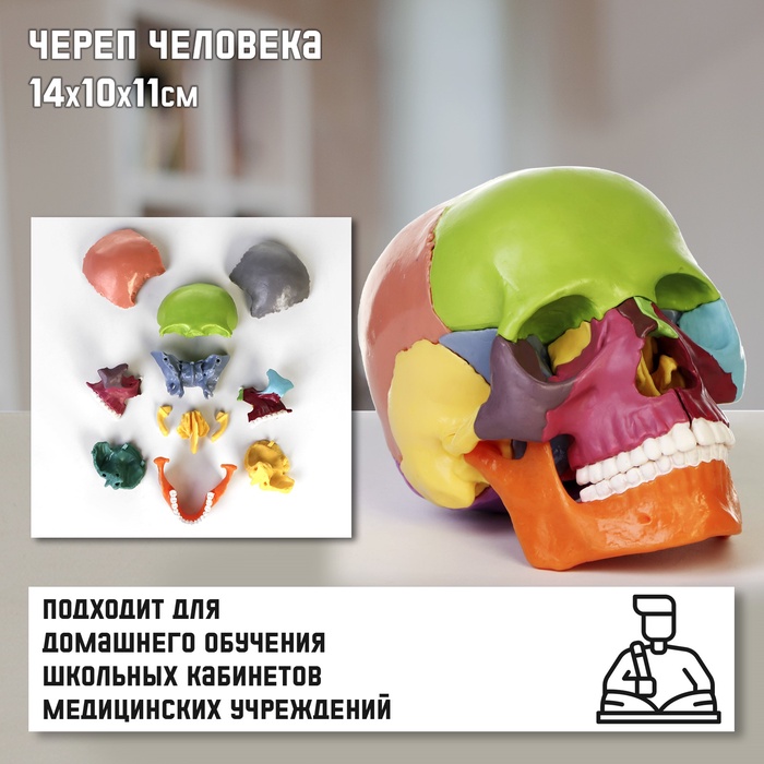 УЦЕНКА Макет «Череп человека» разноцветный разборный, 14×10×11 см - Фото 1