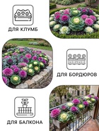 Семена цветов Капуста Декоративная, 0.05 г, «Рецепты дедушки Никиты» - Фото 3
