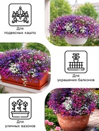 Семена цветов Лобелия «Каскад», ампельная, смесь 0.01 г, «Рецепты дедушки Никиты» - Фото 3
