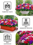 Семена цветов Петуния «Гибридная смесь», 0.05 г, «Рецепты дедушки Никиты» - Фото 3