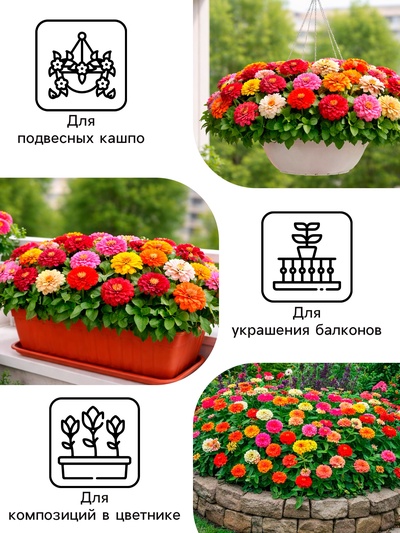 Семена цветов Цинния «Дюймовочка», 0.2 г, «Рецепты дедушки Никиты»