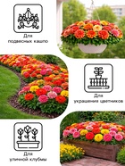 Семена цветов Цинния «Карусель», смесь 0.3 г, «Рецепты дедушки Никиты» - Фото 3