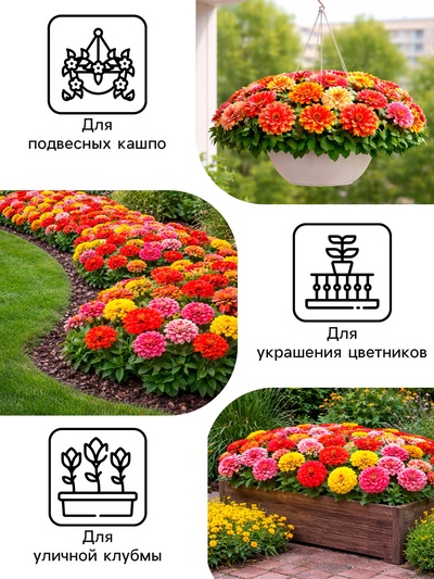 Семена цветов Цинния «Карусель», смесь 0.3 г, «Рецепты дедушки Никиты»