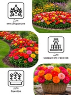 Семена цветов Цинния «Фейерверк», смесь, 0.2 г, «Рецепты дедушки Никиты» - Фото 3