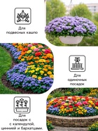 Семена цветов Агератум, голубой, 0.1 г, «Рецепты дедушки Никиты» - Фото 3