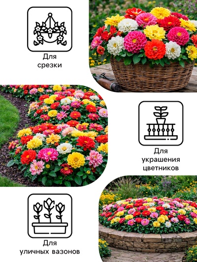 Семена цветов Георгина «Фараон», смесь окрасок, 0.3 г, «Рецепты дедушки Никиты»