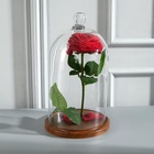 УЦЕНКА Стеклянный купол-клош с шариком на подставке «Родрик», 29×15 см, стекло, коричневый 11004028