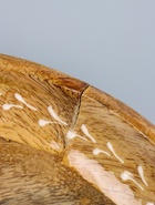 УЦЕНКА Блюдо «Пряник» дерево манго 25×25×5 см - Фото 5