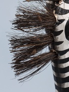 УЦЕНКА Сувенир дерево «Семейство зебр» (набор 3 штуки: высота 40,35,30 см) - Фото 7