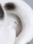 УЦЕНКА Копилка «Собака Далматинец» 33 см - Фото 9