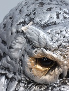 УЦЕНКА Копилка «Сова с книгой» серебро, 21×17×35 см - Фото 7