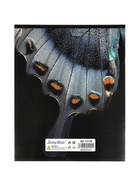 Комплект 12 тетрадей «Природные расцветки», 48 листов в клетку, 60 г  (артикул 10968151)  большой выбор товаров оптом и в розницу по низким ценам с доставкой