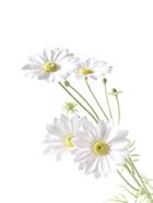 Цветы искусственные «Анемона Аврелия», d=9 см, h=60 см, белые  (артикул 10970082)  большой выбор товаров оптом и в розницу по низким ценам с доставкой