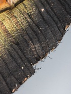 УЦЕНКА Интерьерный декор «Пандан» 200 см разноцветный - Фото 6