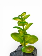 Набор декора для аквариума «Черепаха и трава» 10958495