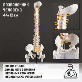 УЦЕНКА Макет "Позвоночник человека" 44*12см 11013698
