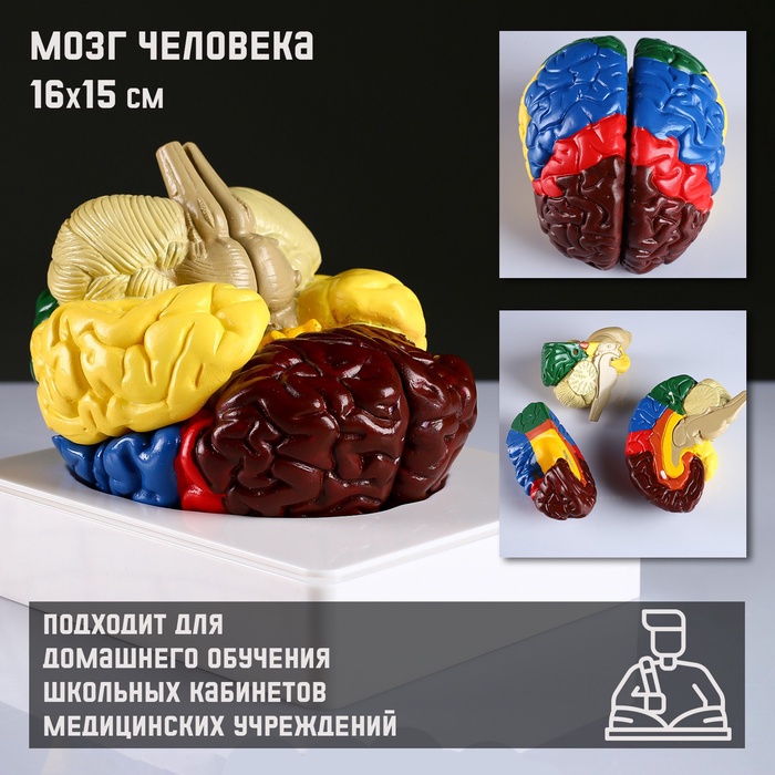 УЦЕНКА Макет «Мозг человека» 16×15 см - Фото 1