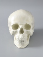 УЦЕНКА Копилка «Череп» кость белая, 16×13×22 см - Фото 2