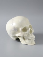 УЦЕНКА Копилка «Череп» кость белая, 16×13×22 см - Фото 3