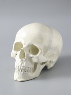 УЦЕНКА Копилка «Череп» кость белая, 16×13×22 см - Фото 5