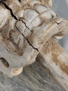 УЦЕНКА Посох «Череп» 160 см, дерево - Фото 4