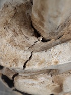 УЦЕНКА Посох «Череп» 160 см, дерево - Фото 5