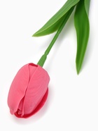 УЦЕНКА Мыльный розовый тюльпан в коробке - Фото 3