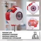 УЦЕНКА Макет "Глаз человека" 21*14см - Фото 1