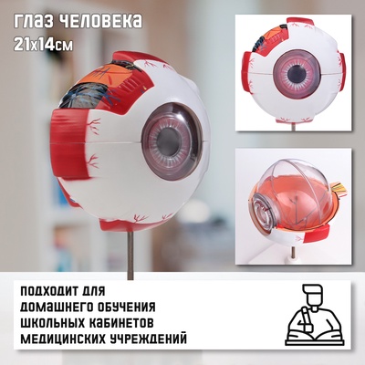 УЦЕНКА Макет "Глаз человека" 21*14см