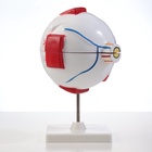 УЦЕНКА Макет "Глаз человека" 21*14см - Фото 2