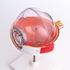 УЦЕНКА Макет "Глаз человека" 21*14см - Фото 3