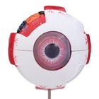 УЦЕНКА Макет "Глаз человека" 21*14см - Фото 4