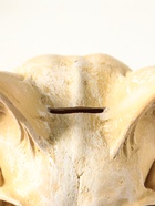 Копилка "Череп сфинкса" 14х14х13 см, натуральный - фото 809624112