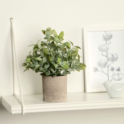 УЦЕНКА Бонсай «Педилантус», 8×20 см, без горшочка