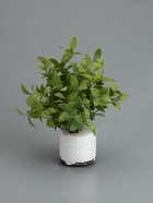 УЦЕНКА Бонсай «Педилантус», 8×20 см, без горшочка - Фото 2