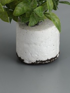 УЦЕНКА Бонсай «Педилантус», 8×20 см, без горшочка - Фото 3