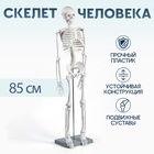 УЦЕНКА Макет "Скелет взрослого человека" в полный рост, для изучения анатомии, 85 см - Фото 1
