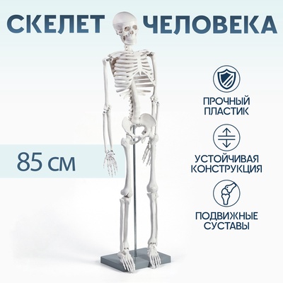 УЦЕНКА Макет "Скелет взрослого человека" в полный рост, для изучения анатомии, 85 см