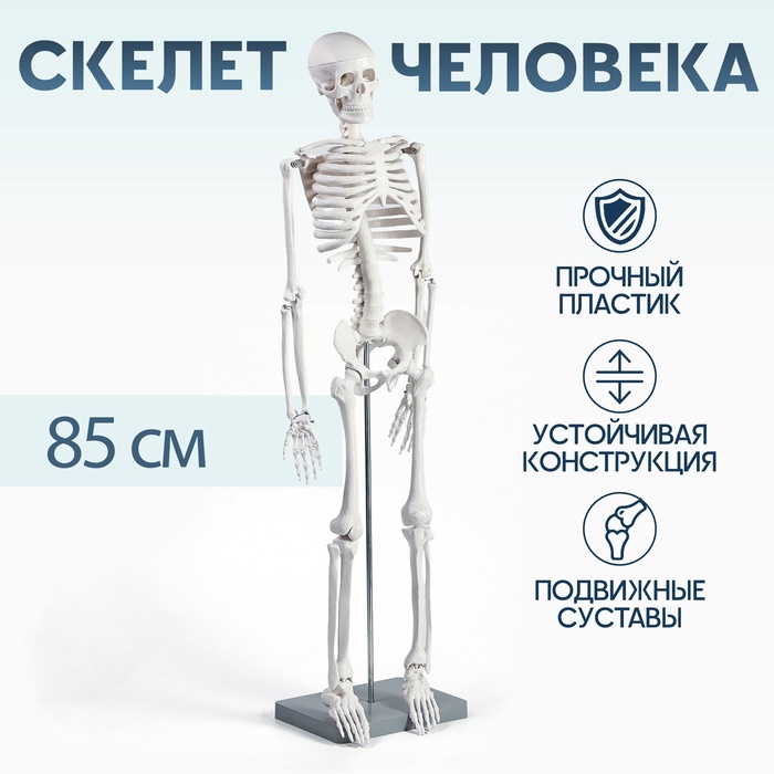 УЦЕНКА Макет "Скелет взрослого человека" в полный рост, для изучения анатомии, 85 см - Фото 1