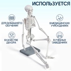 УЦЕНКА Макет "Скелет взрослого человека" в полный рост, для изучения анатомии, 85 см - Фото 2